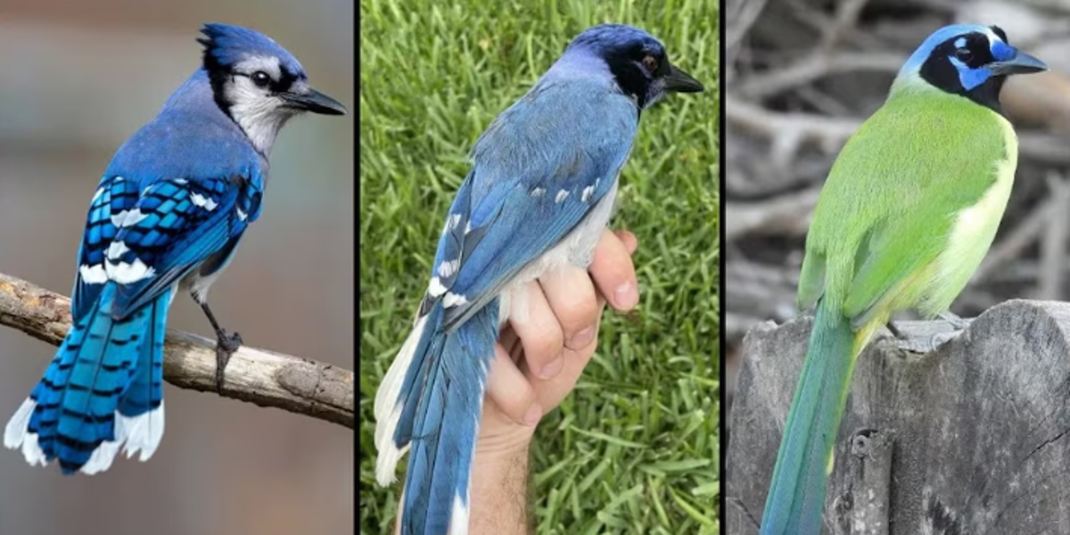 Detectan el primer ave híbrida creada por el cambio climático en Texas