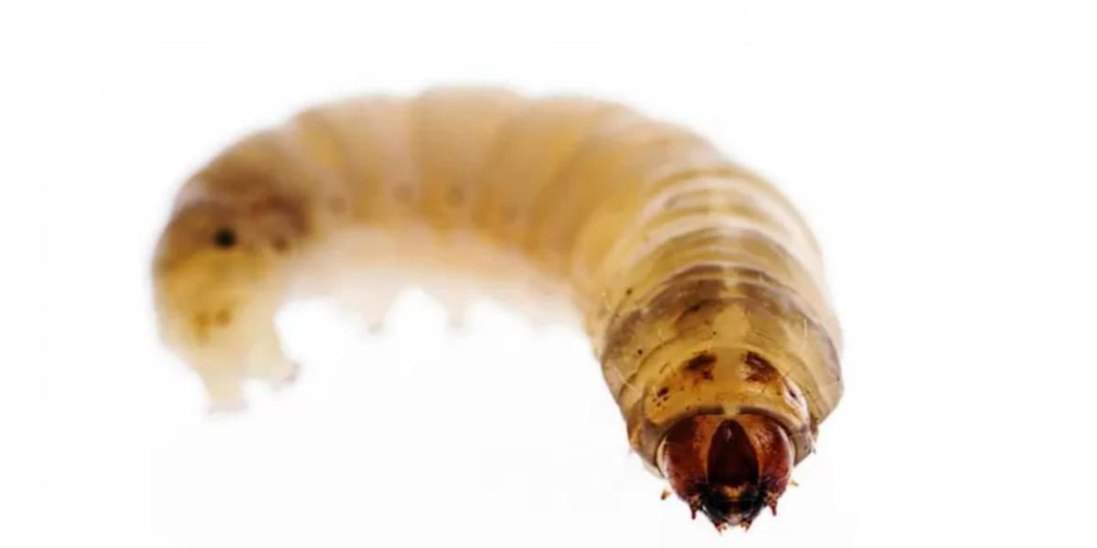 Cómo la saliva de un gusano puede ayudar a descomponer el plástico y combatir la contaminación