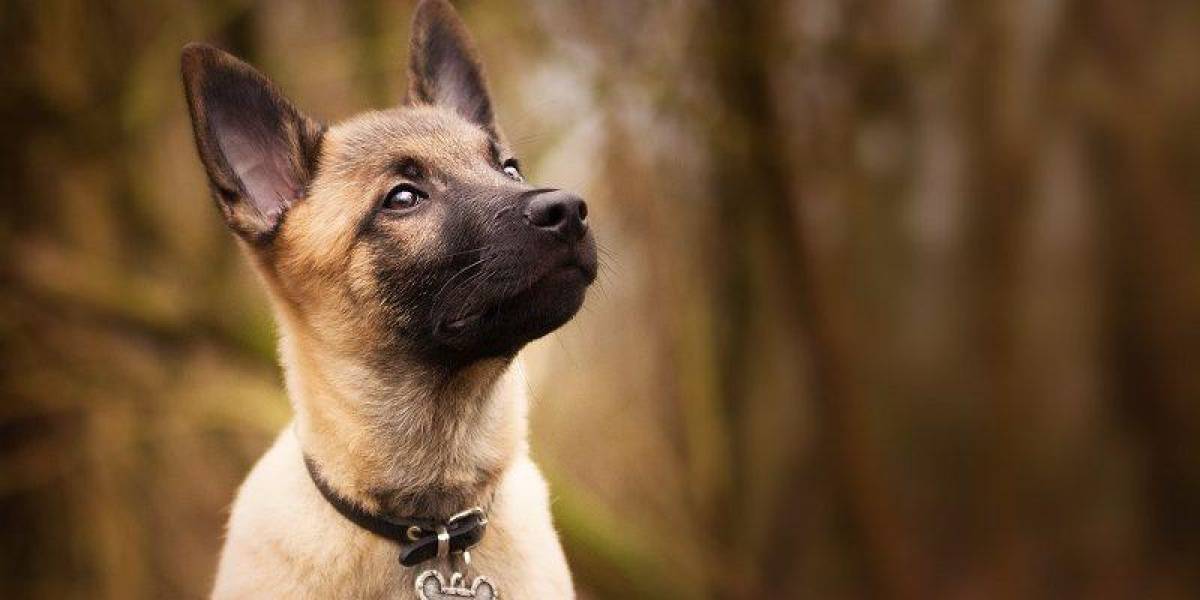 Quito: las brigadas de adopción de mascotas serán del 21 al 23 de julio, conozca los lugares habilitados