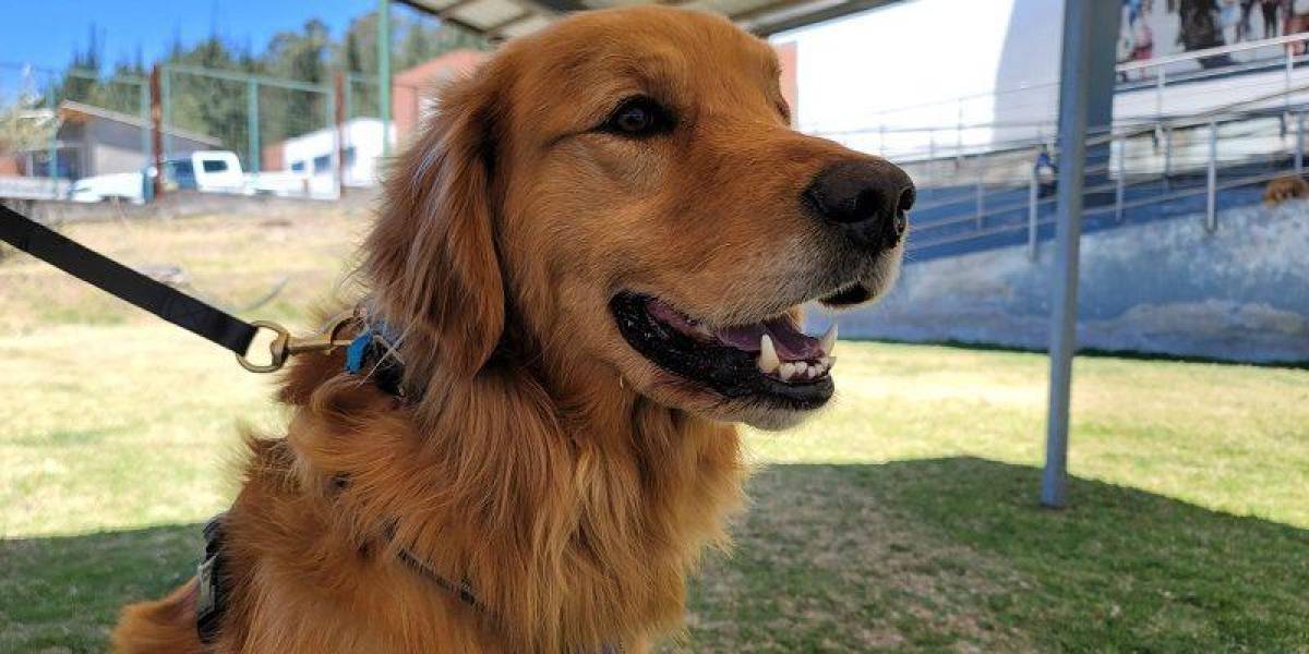 La historia de Leónidas, el can rescatado que es entrenado para canoterapia
