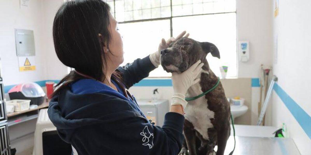 Quito: Una perra con graves heridas en el rostro fue rescatada en Calderón
