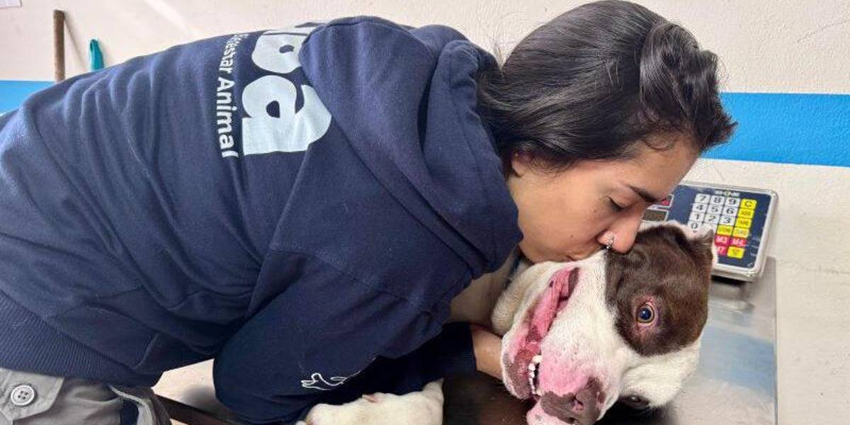 Quito: una mascota fue rescatada tras agresión en Conocoto