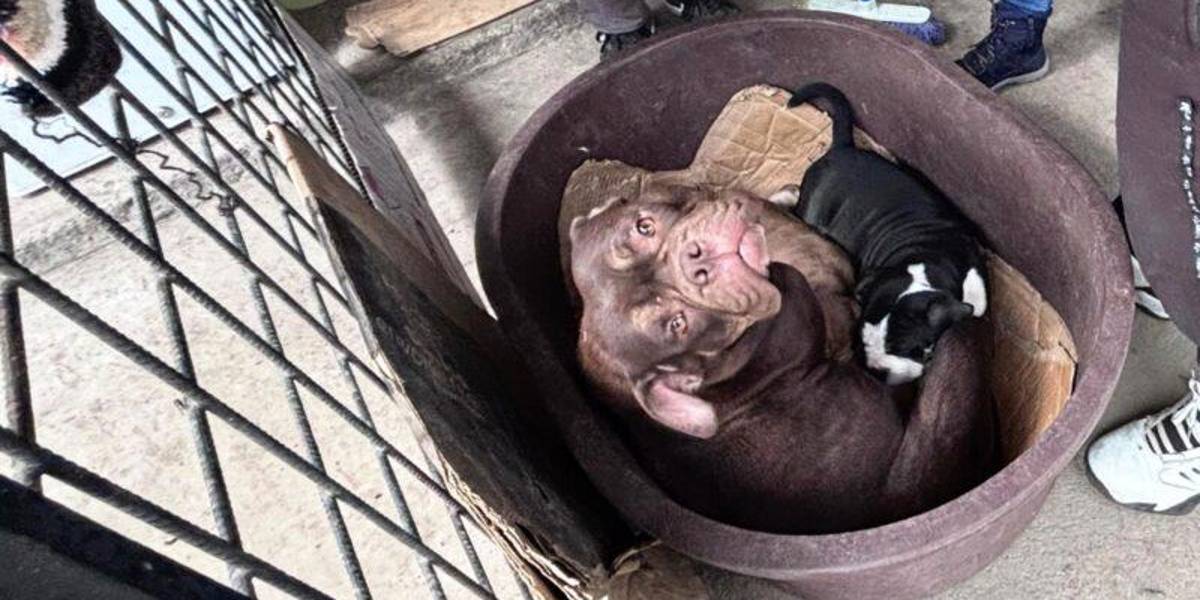 Quito: la Unidad de Bienestar Animal rescató a cuatro perros que vivían en condiciones precarias