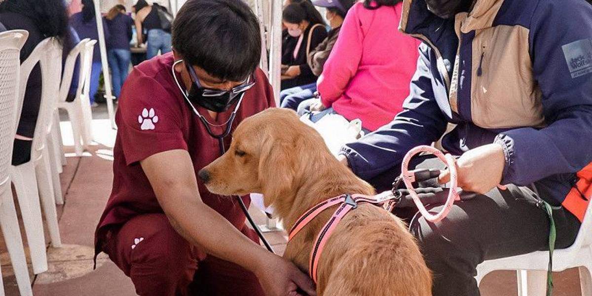 ¿Las mascotas pueden transmitir el covid-19?