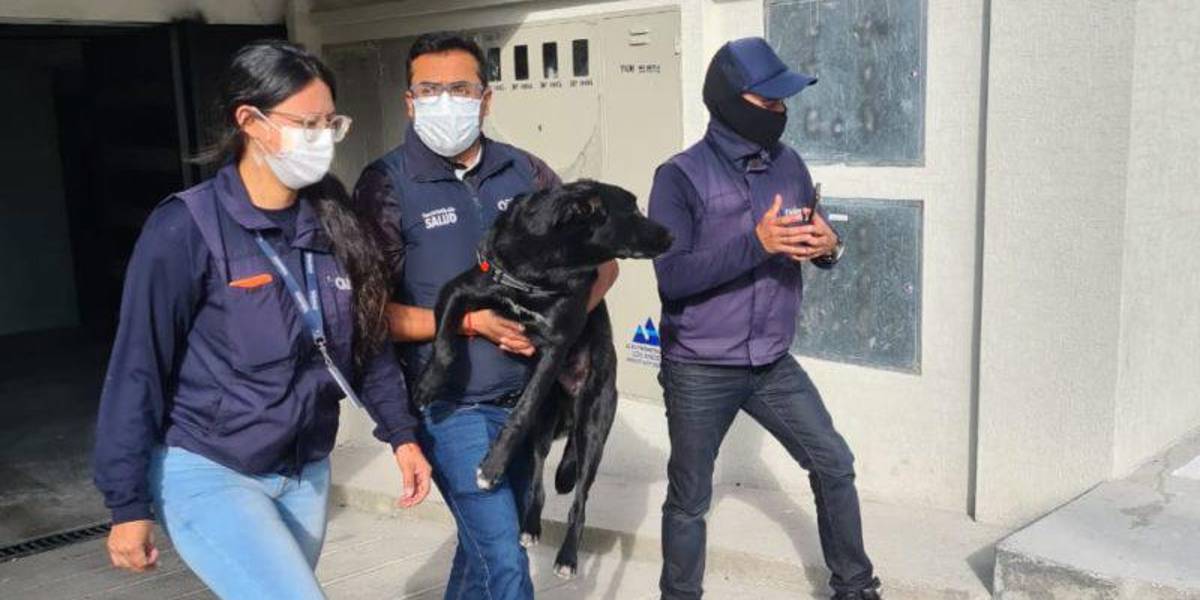 La dueña del perro rescatado en un balcón, en una casa de Quito, justificó el maltrato