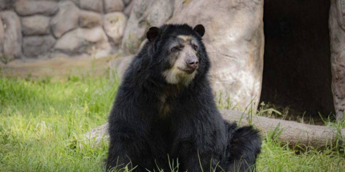 El oso de anteojos Suro murió en el Zoológico de Quito a los 22 años