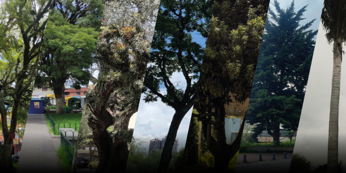 Quito cuenta con 11 nuevos árboles que fueron declarados patrimoniales