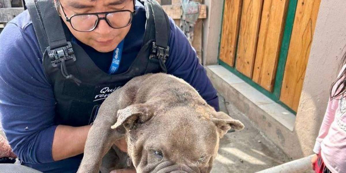 Quito: tres perros y ocho cachorros fueron rescatados en La Roldós