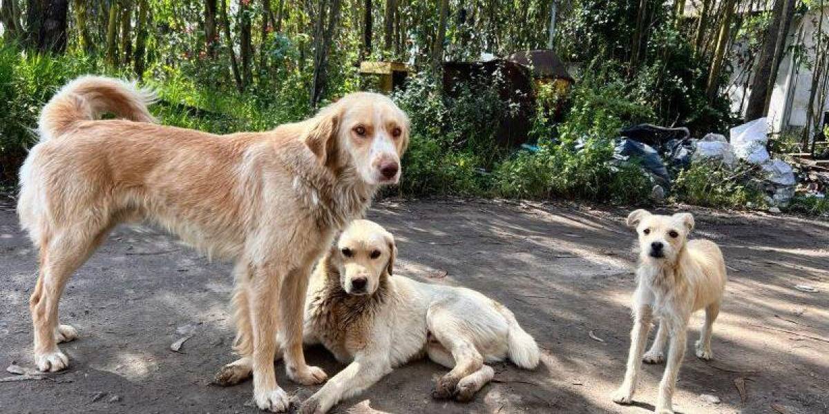 En Quito hay un promedio de 542 perros por kilómetro cuadrado