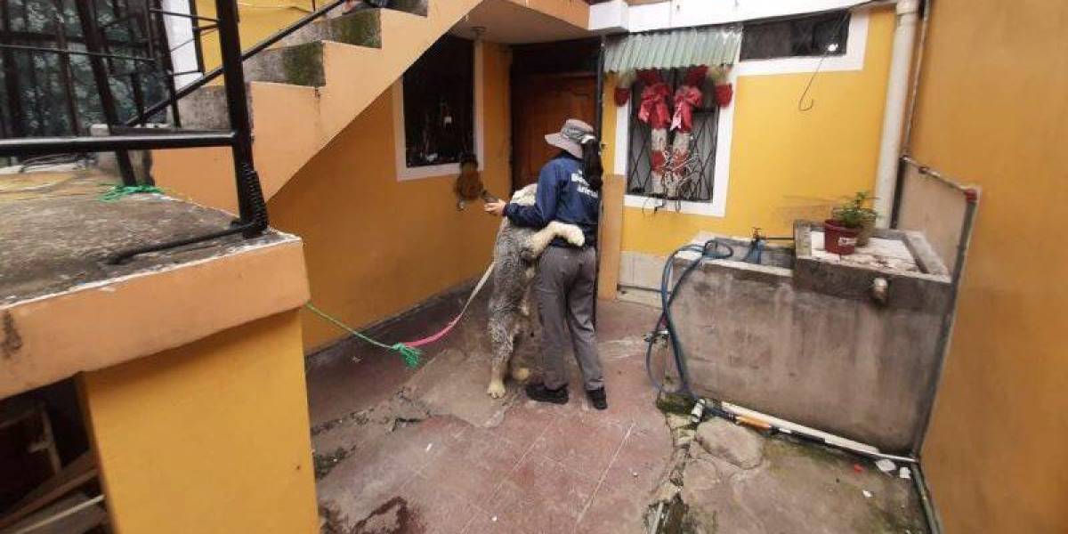 Un perro con discapacidad auditiva fue rescatado en Quito
