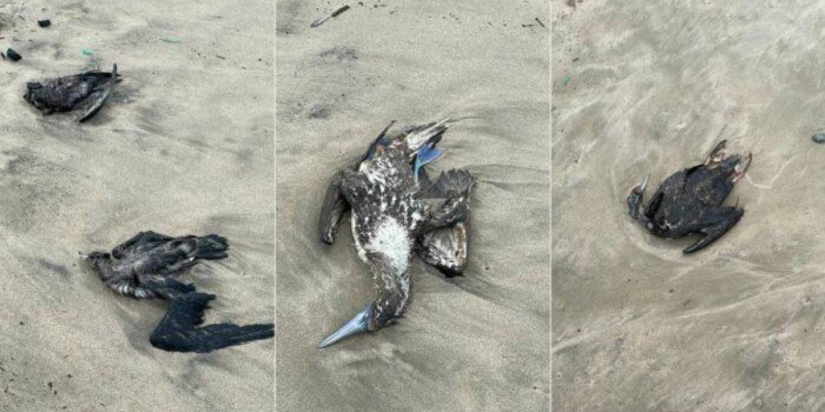 Estudios descartan influenza aviar en especies halladas muertas en playas de Ecuador