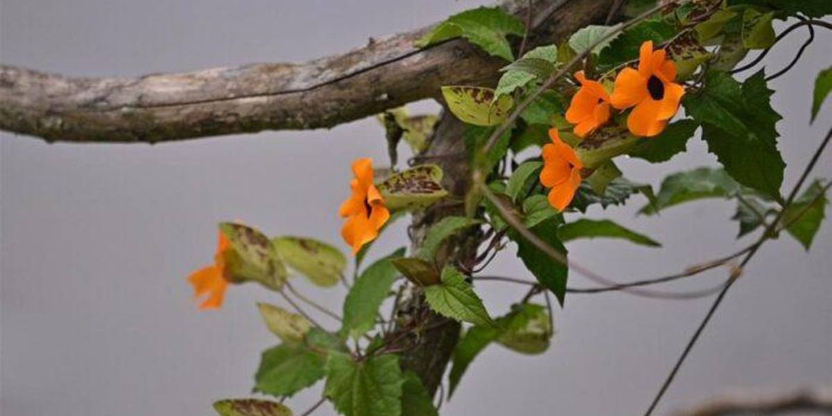 La presencia de plantas no nativas se duplica en Ecuador y amenazan la biodiversidad