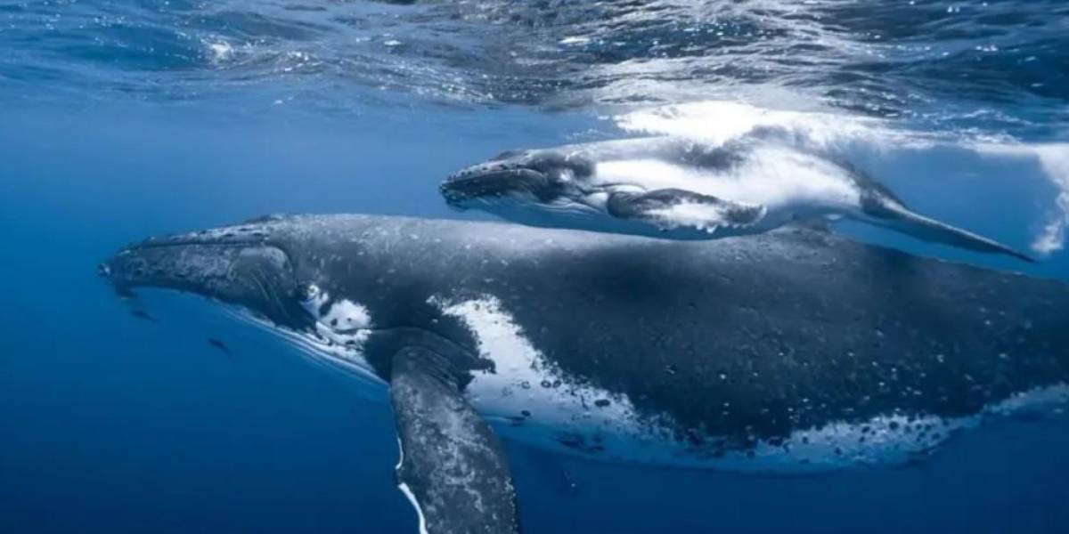 El espectáculo de las ballenas jorobadas en las playas de Ecuador