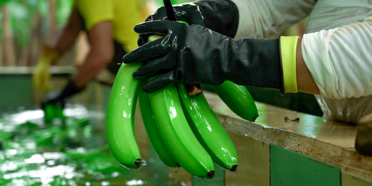 Ecuador y Rusia firmarán un convenio tras levantarse las suspensiones a bananeras