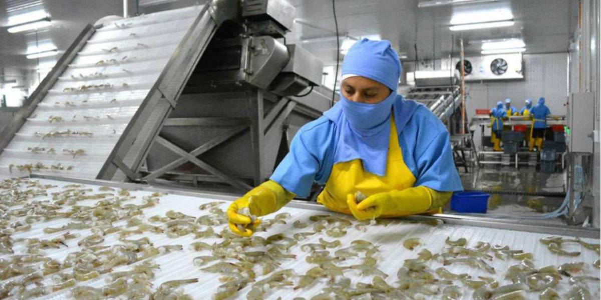Ecuador batió en 2023 récord de volumen de camarón exportado, pero su recaudación cayó un 5 %