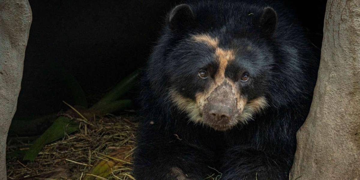 VIDEO | El oso andino Tupak fue liberado tras llevarlo en helicóptero, ¿cuál es su historia?