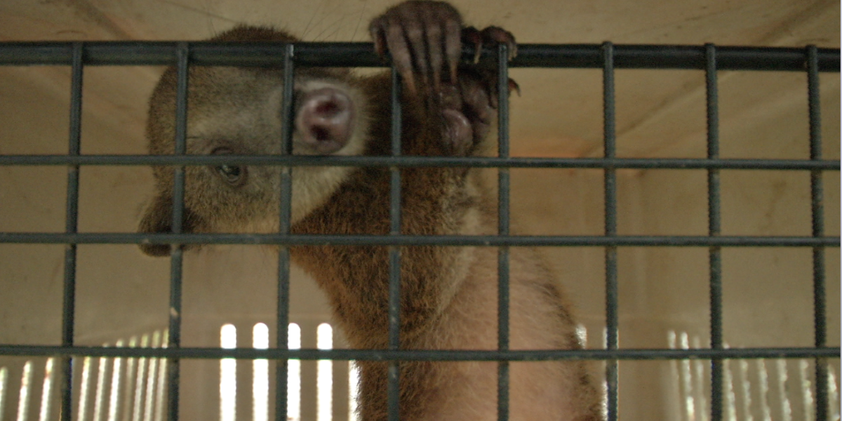 7 400 especímenes de vida silvestre rescatados en Ecuador durante este 2025