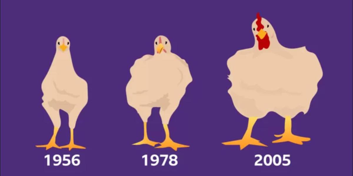 Cómo el pollo que comes aumentó de tamaño un 400% en 50 años