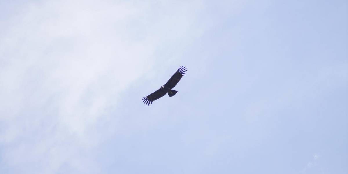 En Ecuador hay entre 140 y 270 cóndores ¿cómo conservar esta especie?