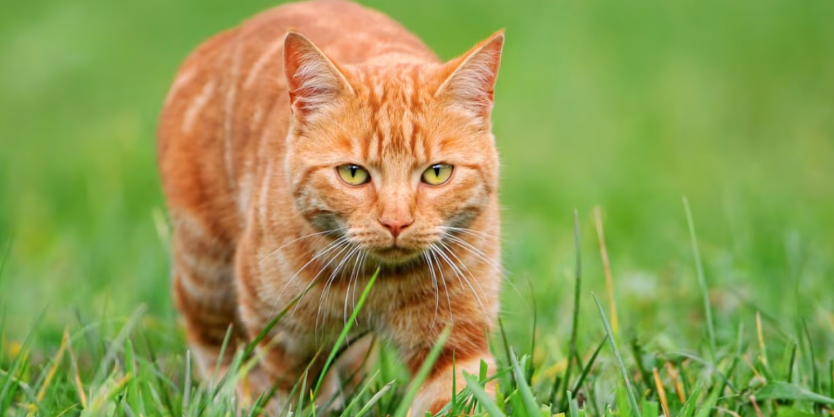¿Por qué la mayoría de gatos naranjas son machos?