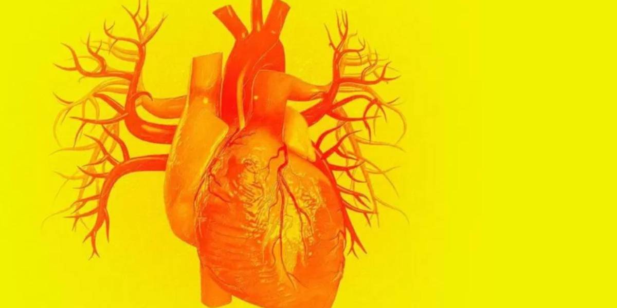 3 fascinantes particularidades del corazón y una gran desventaja