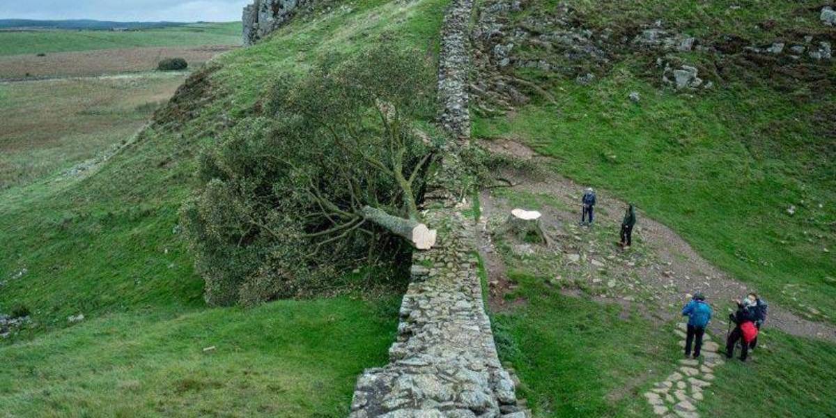 Fue como si me arrancaran el corazón: la indignación en Reino Unido después de que un vándalo talara el icónico árbol de Robin Hood