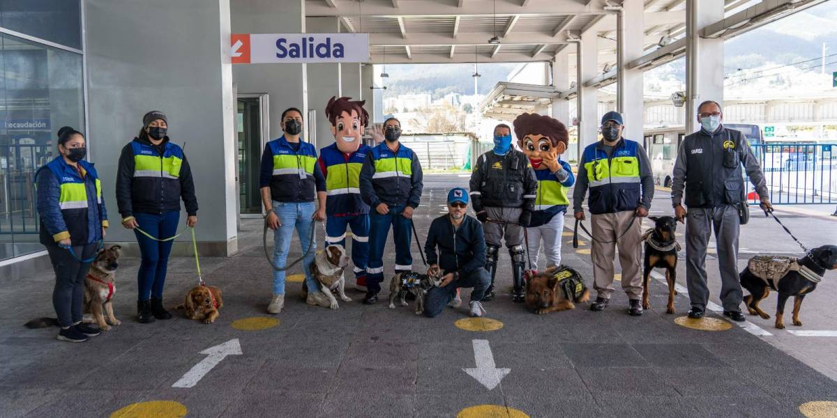 Quito: la historia de 42 perros que viven en terminales, estaciones y paradas del transporte municipal