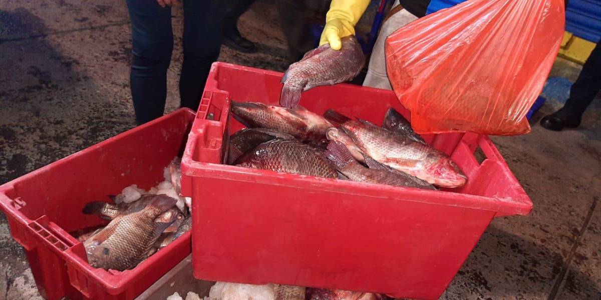 Quito: una vulcanizadora fue clausurada por vender pescados dentro de su taller, en Calderón
