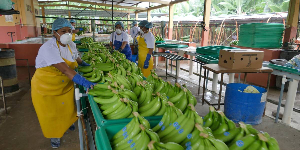 Se fija el precio de la caja de banano en $ 6,25