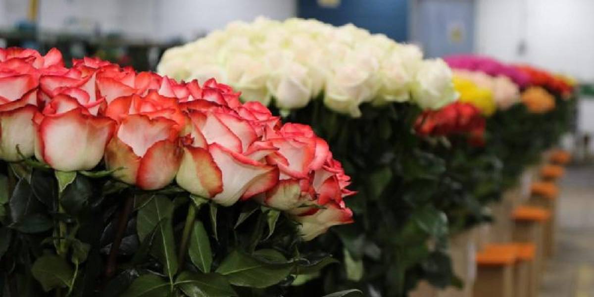Los floricultores apoyarán iniciativas del Gobierno de Ecuador para mitigar aranceles de Trump