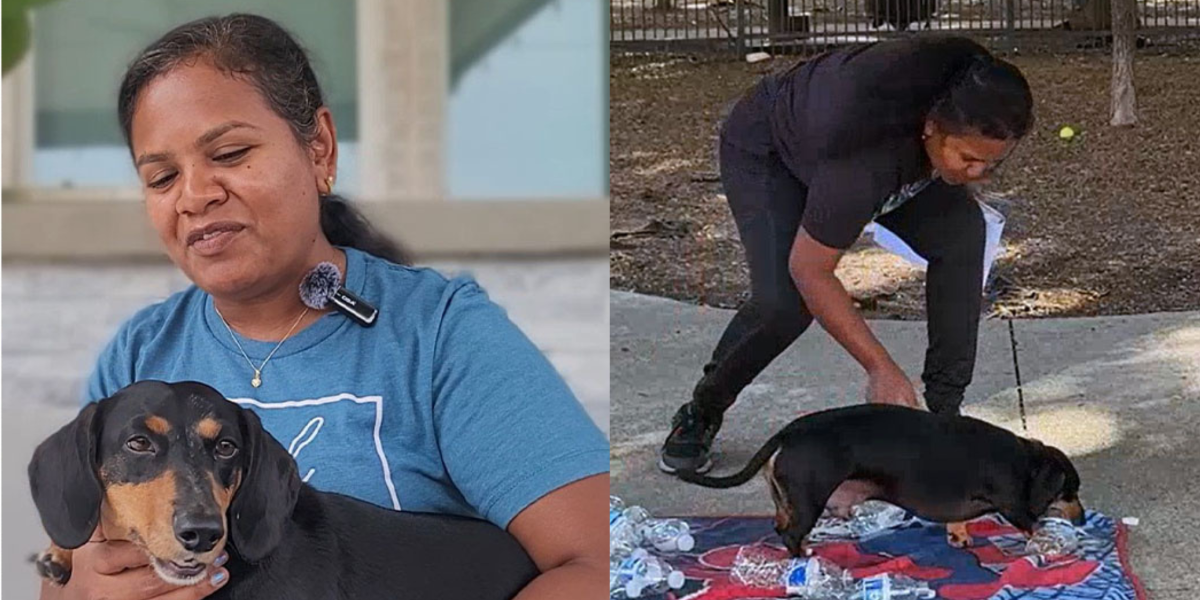 Jerry, el perro salchicha que rompió un Récord Guinness