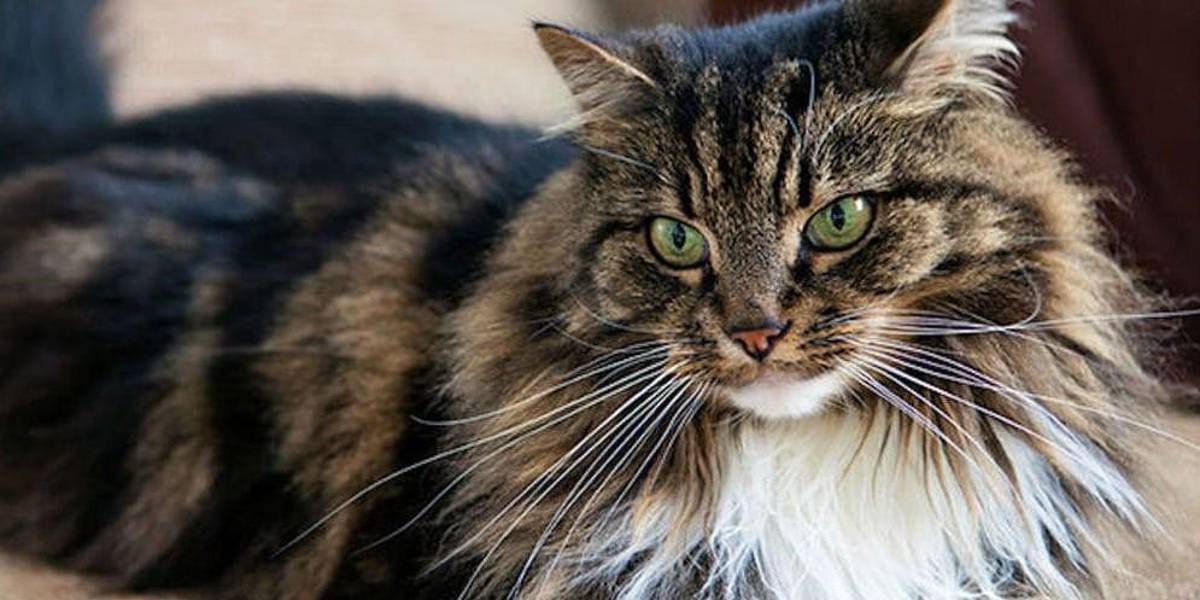 ¿Tu gato te ignora?, la ciencia descubre cómo llamar su atención