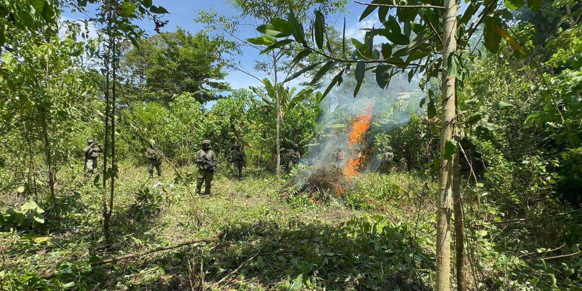 El Ejército de Ecuador destruyó 10 000 plantas de coca en Sucumbíos