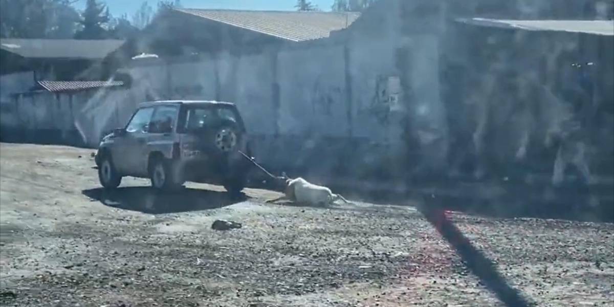 Cuenca: indignación por el maltrato a un borrego que fue amarrado y arrastrado por un auto