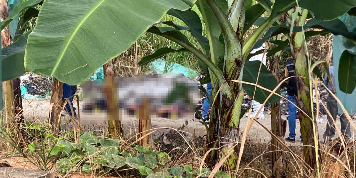Cuatro cadáveres con signos de tortura fueron hallados en zona rural de Machala