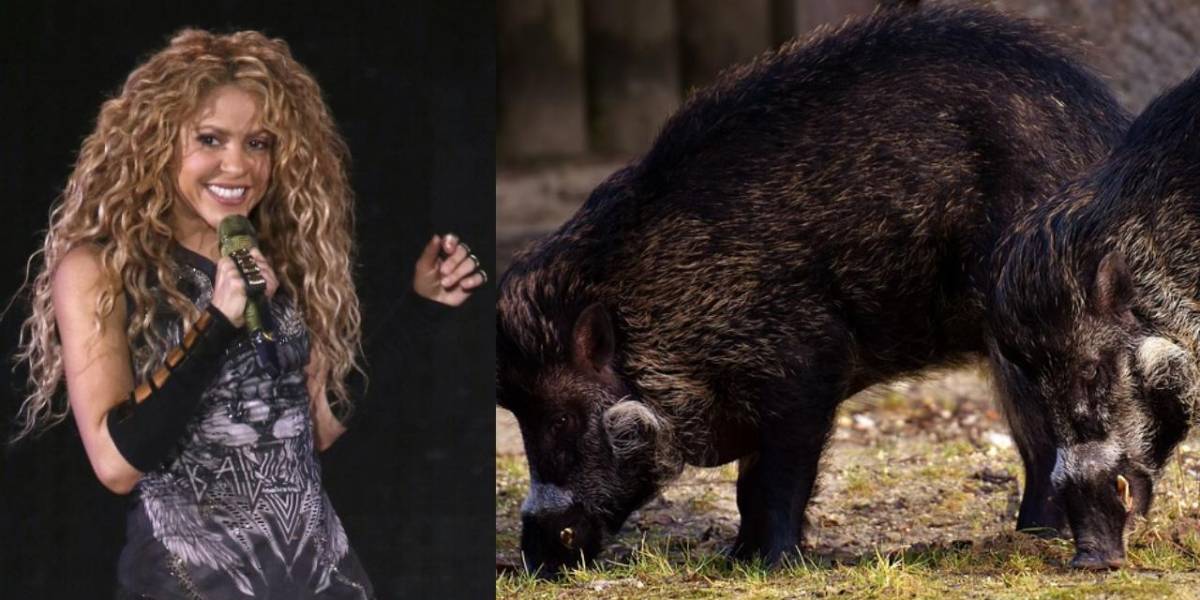 Shakira es atacada por unos jabalíes en un parque de Barcelona