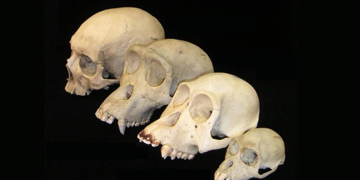 La reconstrucción de un cráneo de un millón de años podría replantear la evolución humana