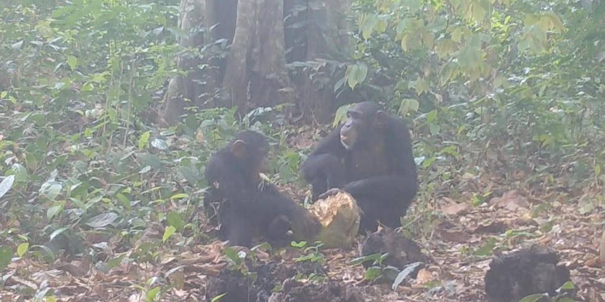 Chimpancés salvajes comparten fruta fermentada con alcohol