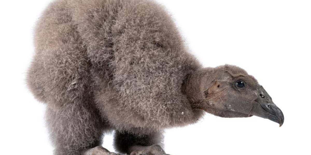 Pichona de Cóndor Andino busca nombre por medio de una votación