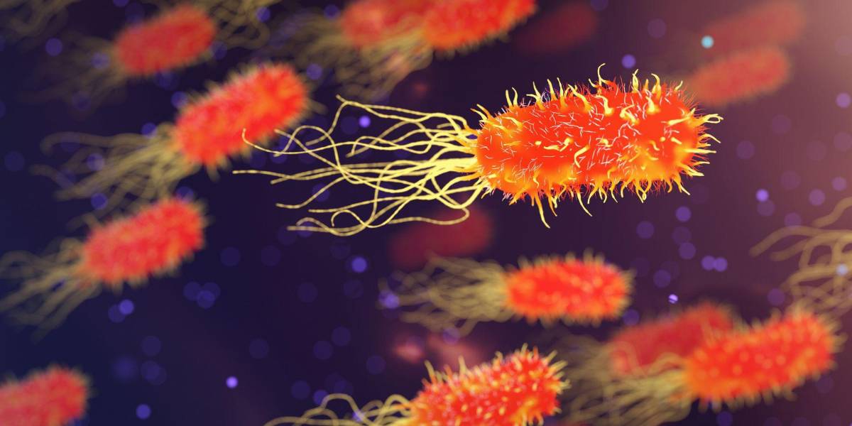 Brucelosis: ¿Cuáles son los síntomas y cómo se contagia la enfermedad detectada en Ibarra?