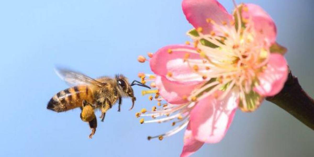 ¿Por qué sería una catástrofe que desaparecieran las abejas y qué puedes hacer tú para evitarlo?