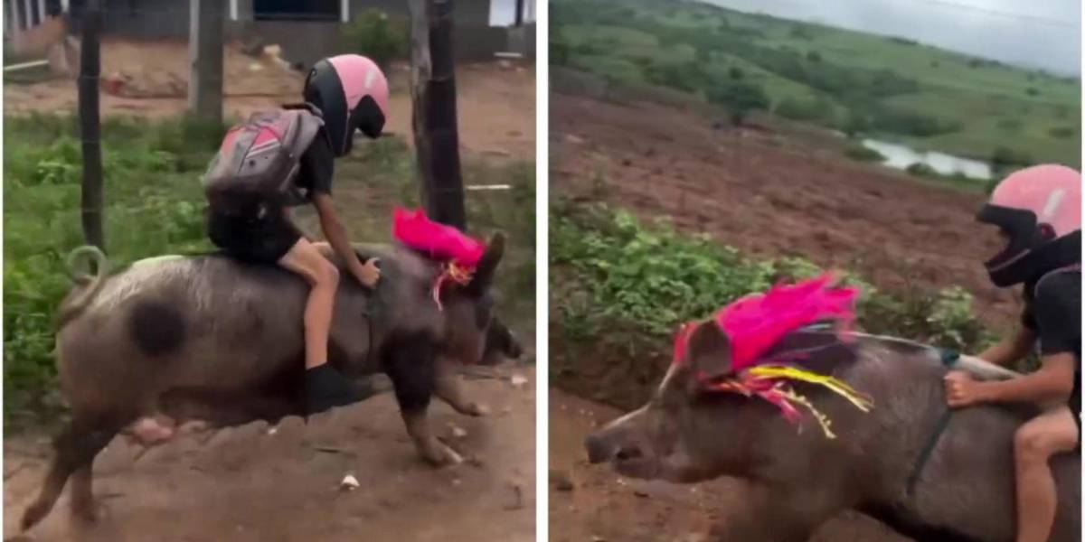 Brasil: una niña conmueve en las redes al ir a la escuela montada en un cerdo