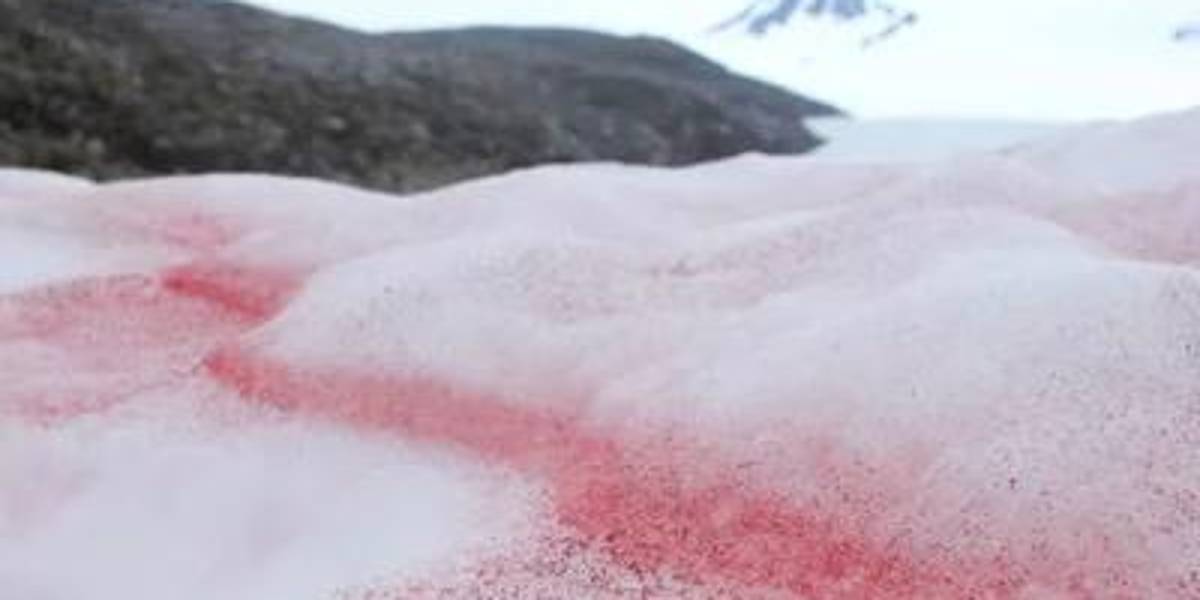 Nieve rosada en la Antártida preocupa a científicos