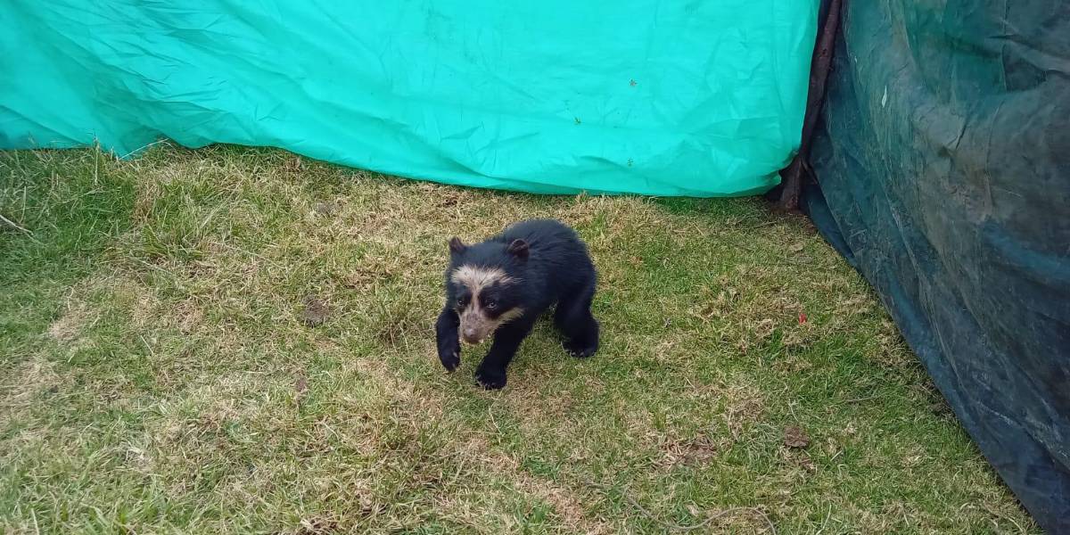 Un osezno de anteojos fue rescatado en Ascázubi, Cayambe