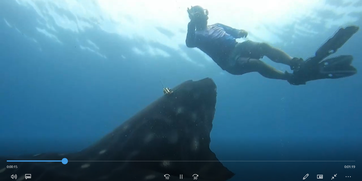 Marcan tiburones en Galápagos para estudiar su patrón migratorio y protegerlos