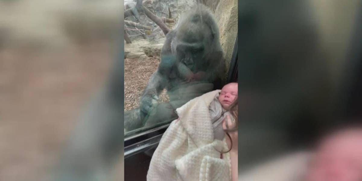 Una gorila comparte un tierno momento con una madre y su bebé en EE.UU.