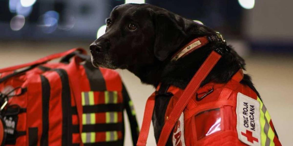 Perros se unen a labores de rescate en Turquía tras terremoto