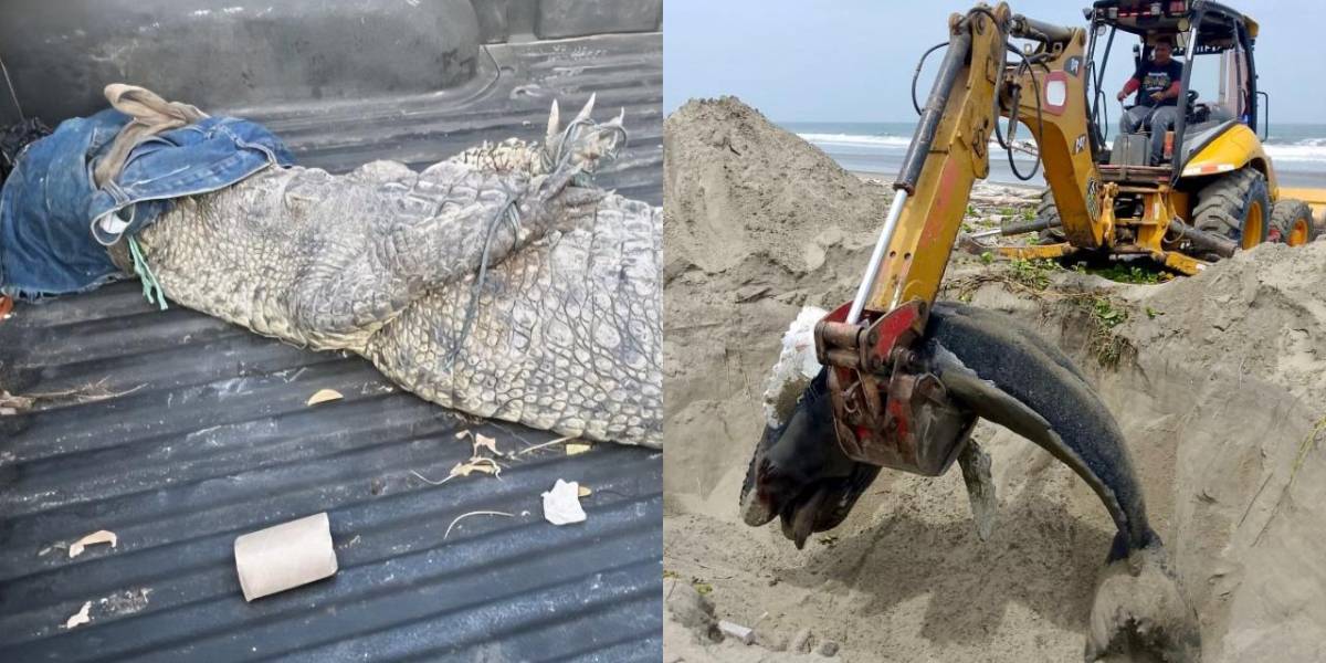 Un cocodrilo herido es rescatado en Guayaquil, mientras que un ballenato murió varado en Playas