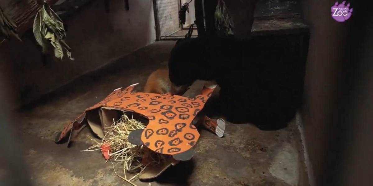 Sisa, la osa andina, tendrá su propio hábitat en el Zoológico de Guayllabamba