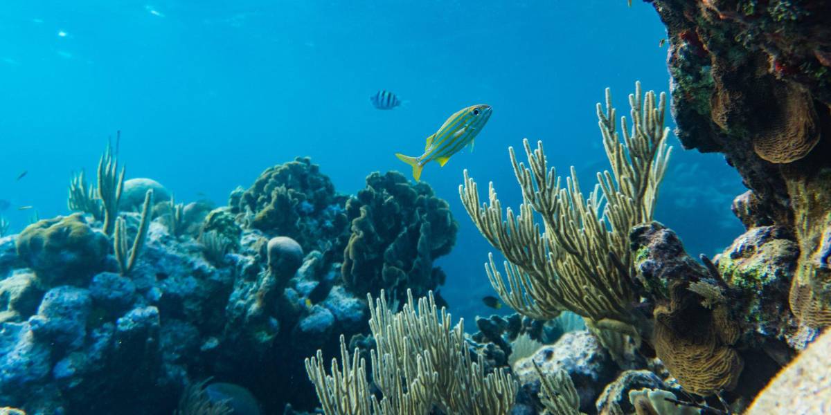 Estados Unidos: la nueva ola de calor pone en riesgo de extinción a los arrecifes marinos de Florida